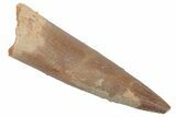 Fossil Plesiosaur (Zarafasaura) Tooth - Morocco #215831-1